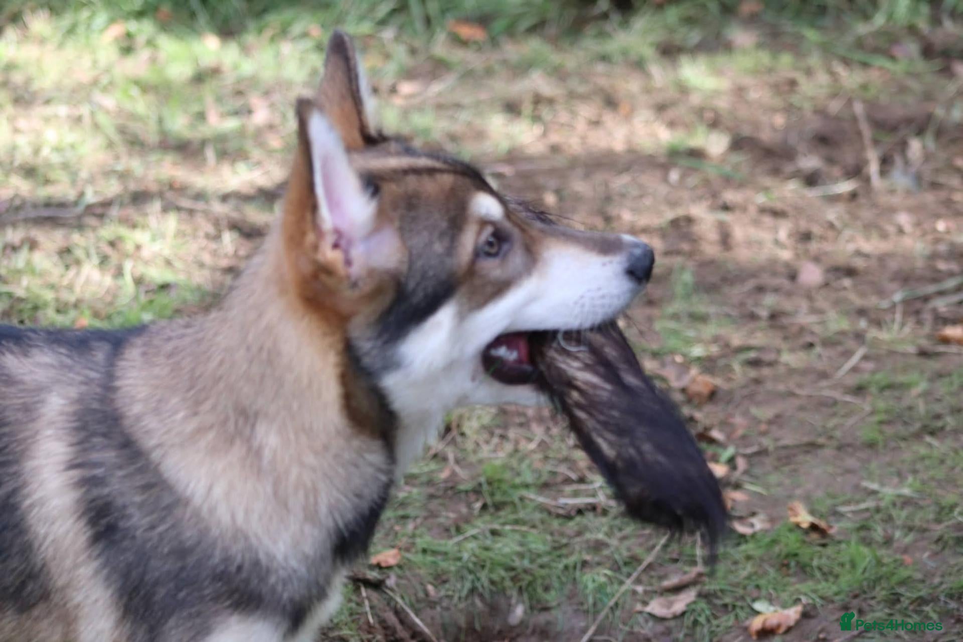 Saarloos Wolfdog dogs 1 beautiful girl - vaccinated and ready to leave - Advert 2