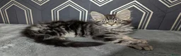 Maine Coon cats for sale: Ready soon beautiful Maine coon males  - Advert 21