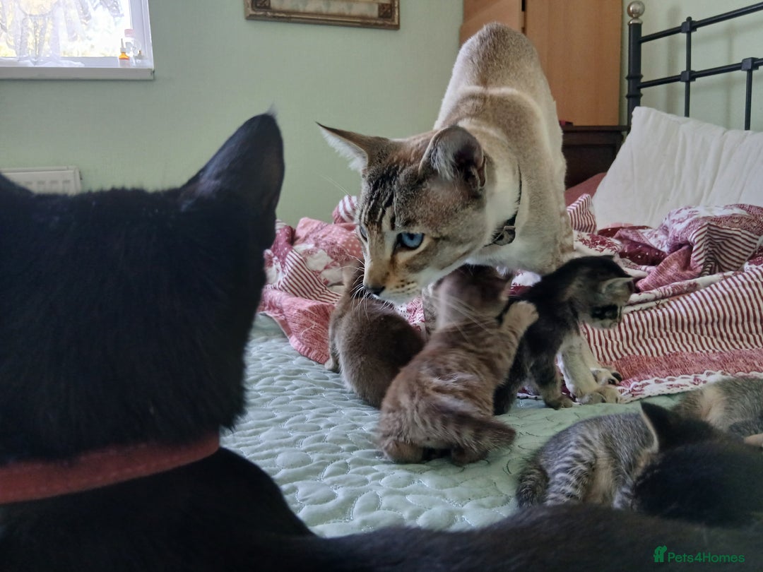 Oriental cats for sale: 4 girls 1 boy - Image 11