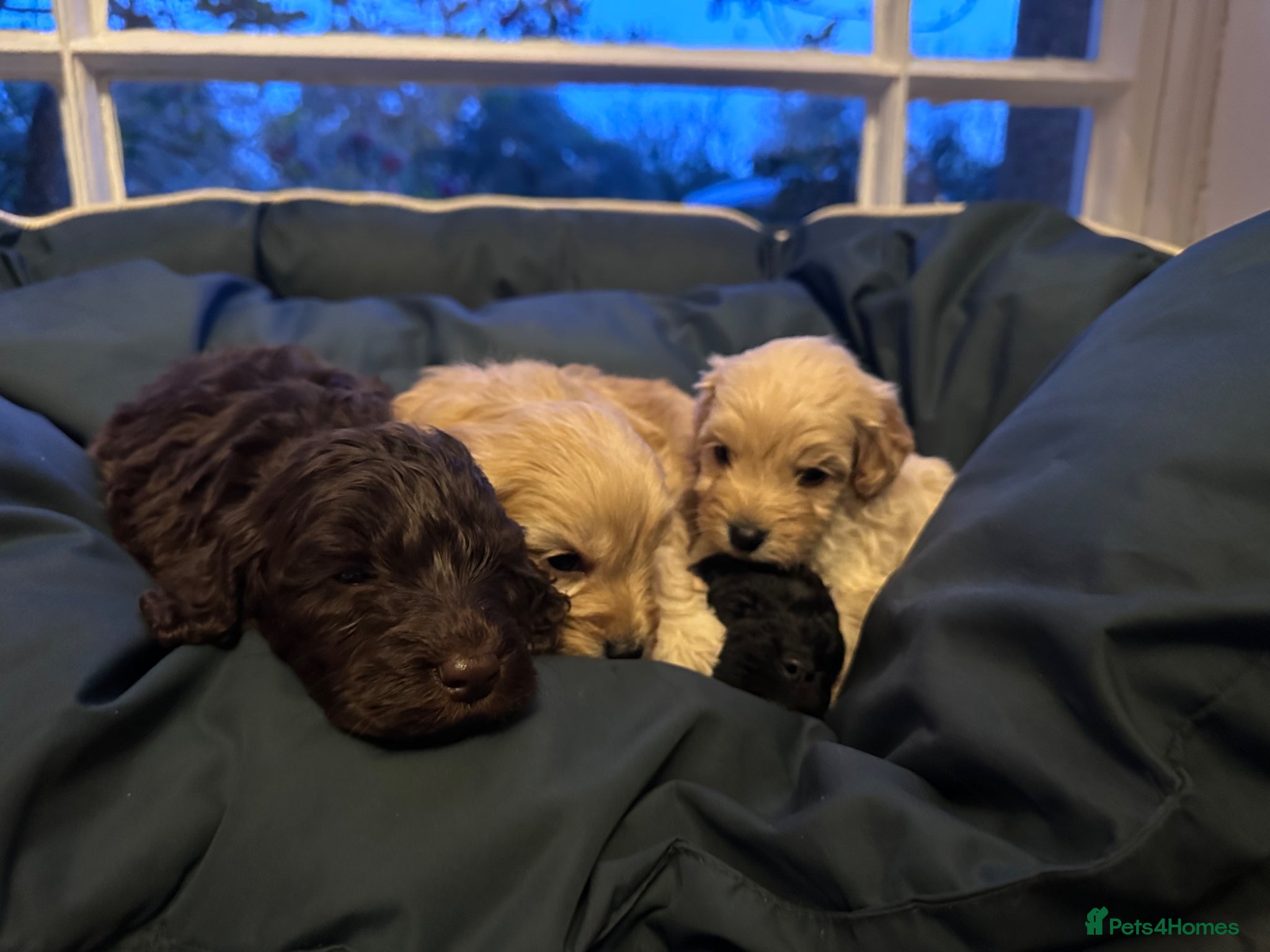 Cockapoo dogs F2 Cockapoo Puppies - Advert 1