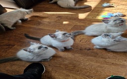Ragdoll cats for sale: Beautiful Ragdoll Kittens in Wallasey - Image 9