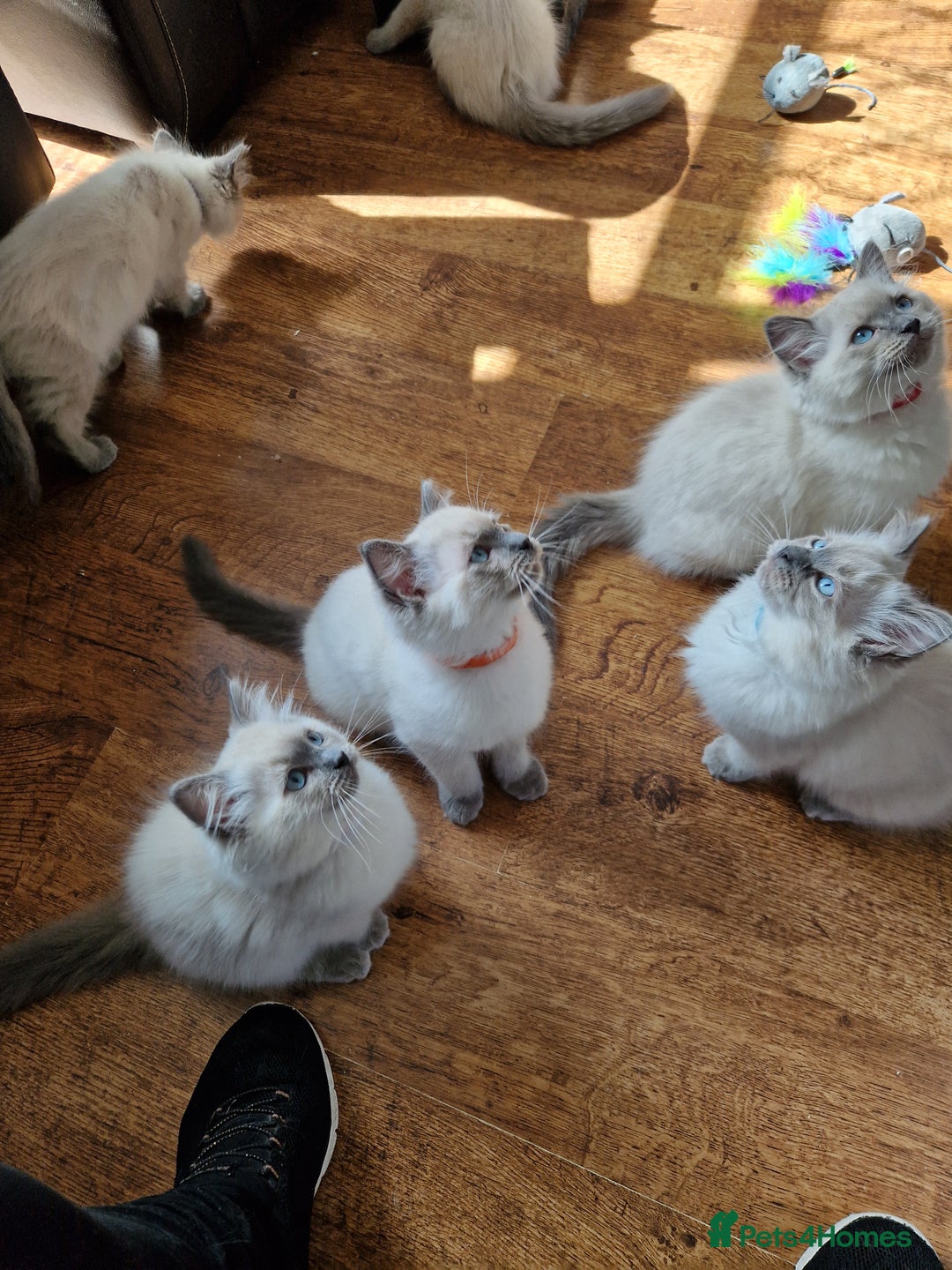 Ragdoll cats for sale: Beautiful Ragdoll Kittens in Wallasey - Image 9