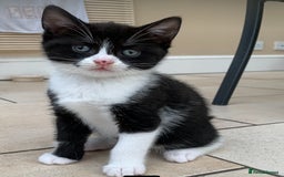 British Shorthair cats for sale: 3 British shorthair x tabby  - Image 2