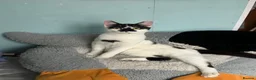 British Shorthair cats for sale: Chaos  in Weston-super-Mare - Advert 5