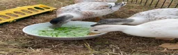 Ducks poultry for sale: Abacot Call Ducks - Advert 5