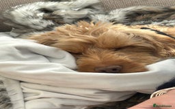 Cockapoo dogs for stud: BAXTER Makes Beautiful Babies 🐾 in Haddington - Image 27