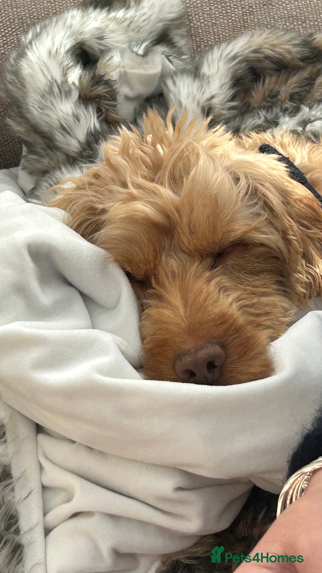 Cockapoo dogs for stud: BAXTER Makes Beautiful Babies 🐾 in Haddington - Image 27