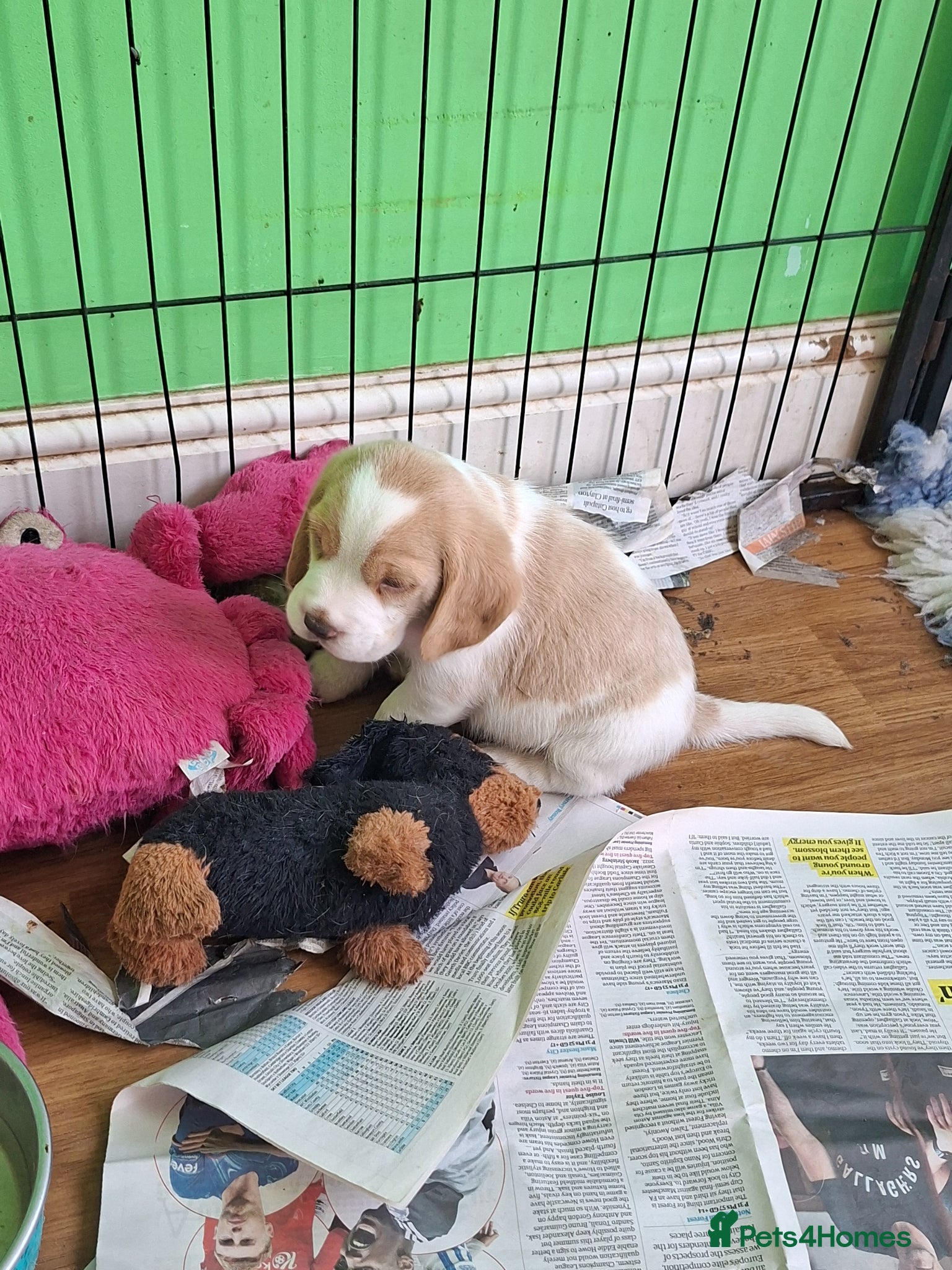 Beagle dogs Beautiful Beagles  - Advert 1