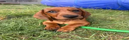 Dachshund dogs for sale: Dachshund boy  - Advert 5