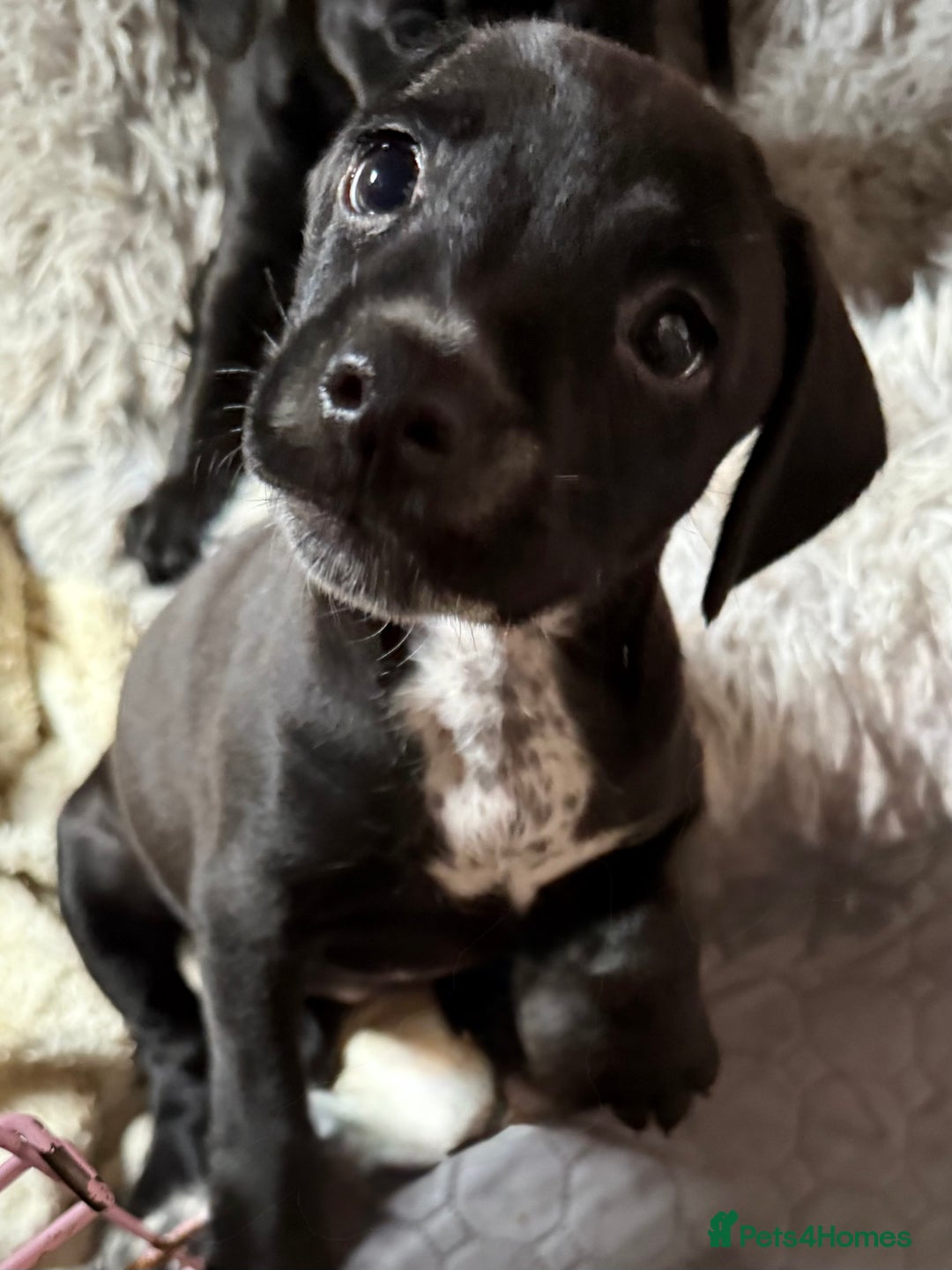 Mixed Breed dogs for sale: Mixed breed  - Image 3