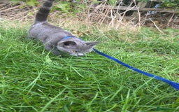 British Shorthair cats for sale: Kitten for sale  - Image 2