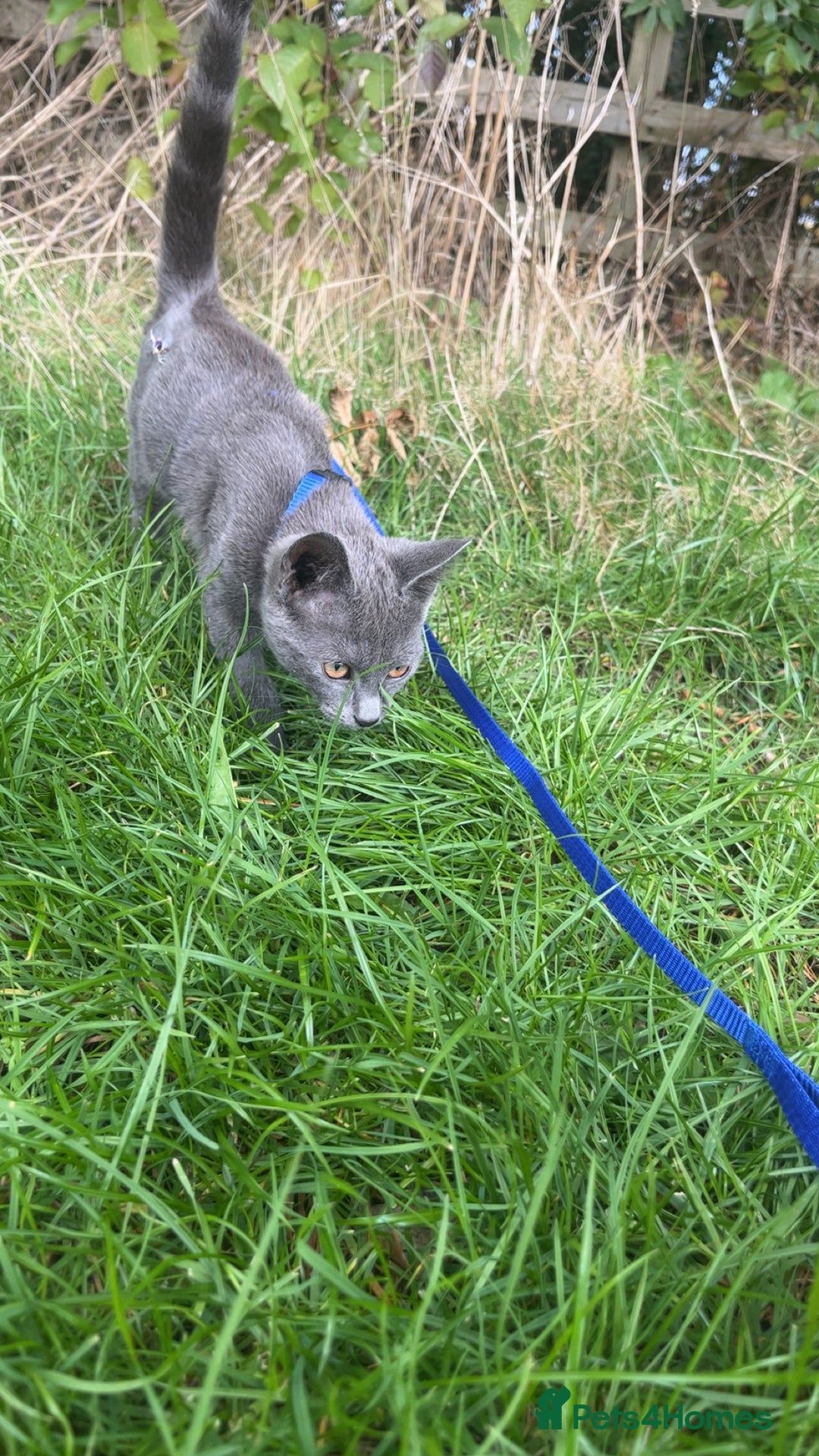 British Shorthair cats for sale: Kitten for sale  - Image 2