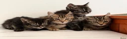 Bengal cats for sale: 🖤🧡🐆4 bengal girls 🐆🧡🖤 - Advert 23