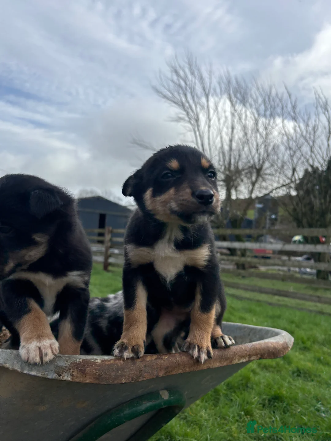 Mixed Breed dogs for sale: Puppies, Australian kelpie cross blue Merle  - Advert 10