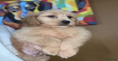 Shihpoo dogs - Advert 6