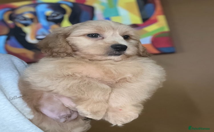 Shihpoo dogs - Advert 1