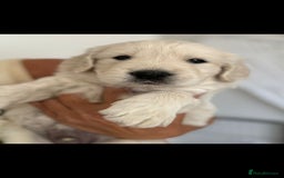 Golden Retriever dogs for sale: Stunning golden retriever babies - Image 16