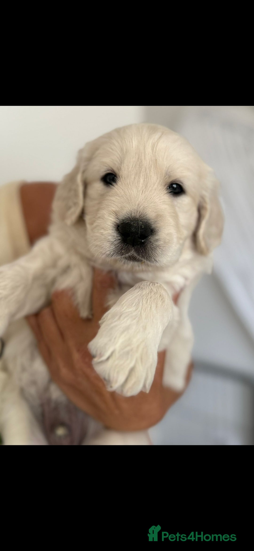 Golden Retriever dogs for sale: Stunning golden retriever babies - Image 16