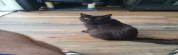 Maine Coon cats for sale: STUNNING MAIN COONS - Advert 3