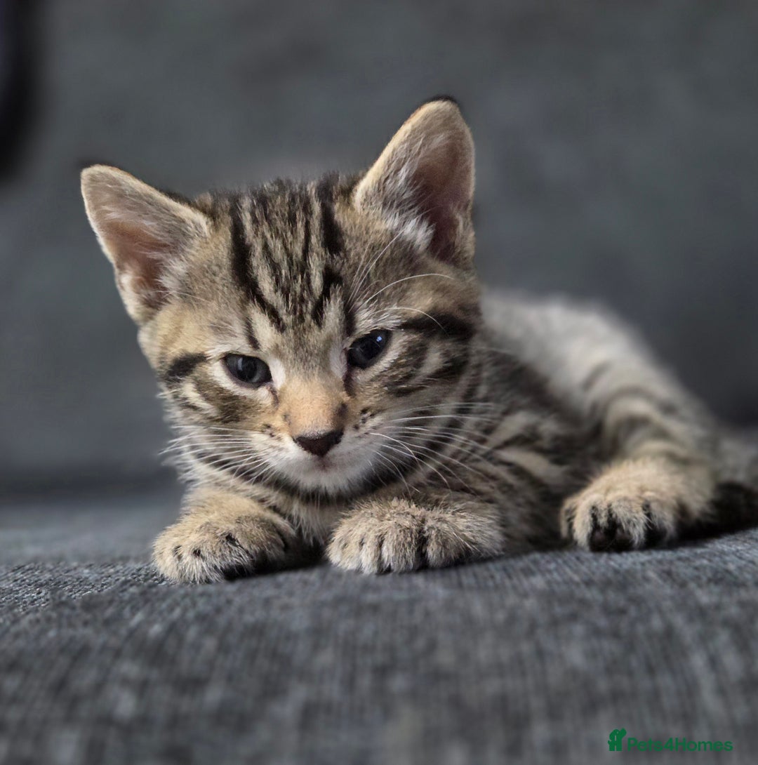 Mixed Breed cats for sale: Mixed breed kittens - Advert 6