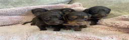Cocker Spaniel dogs for sale: 7 Chocolate & Tan Cocker Spaniel Pups  - Advert 16