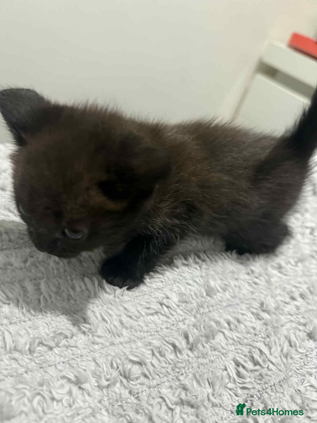 British Shorthair cats for sale: 5 kittens looking for a new home - Image 9