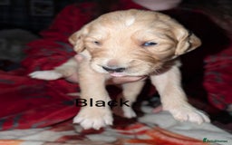 Goldendoodle dogs for sale: So cute standard golden doodles  - Image 19