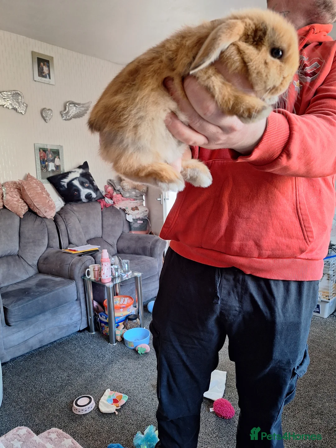 Mini Lop rabbits for sale: Pure mini lop little girl - Advert 2