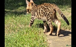 Bengal cats for sale: 2 Bengal kittens boy and girl - Image 1