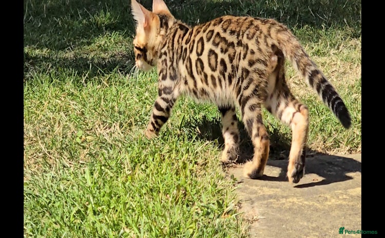Bengal cats - Advert 2