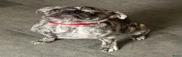 Frug dogs for sale: Beautiful female frug - Advert 5
