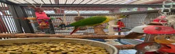 Conures birds for sale: Pair of conures and double flight cage in Aberdare - Advert 2