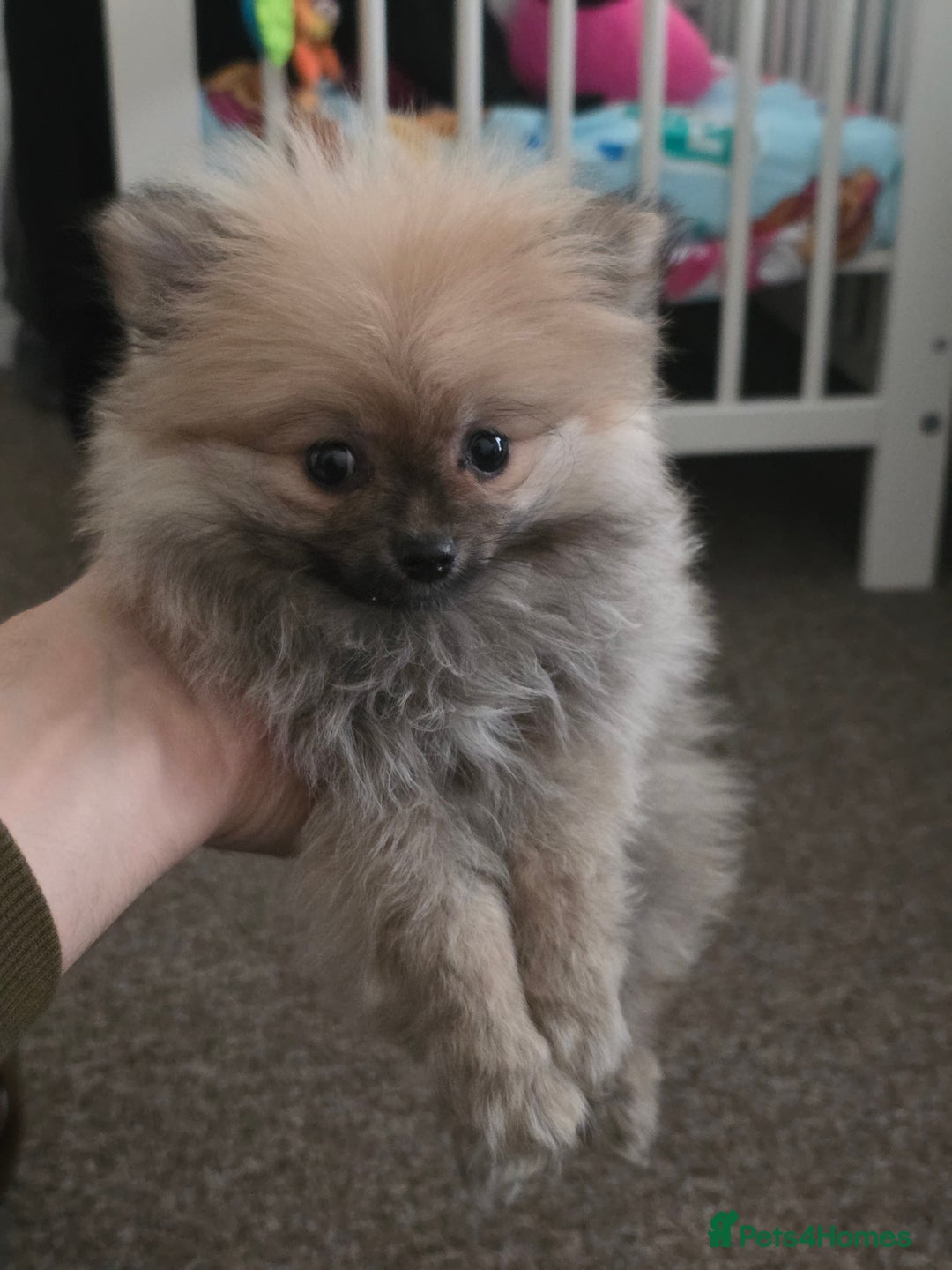 Pomeranian dogs for sale: Pomeranian - Advert 3