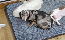 Dachshund dogs for sale: 2 Loving Miniature Dachshunds–Must Stay Together - Image 9