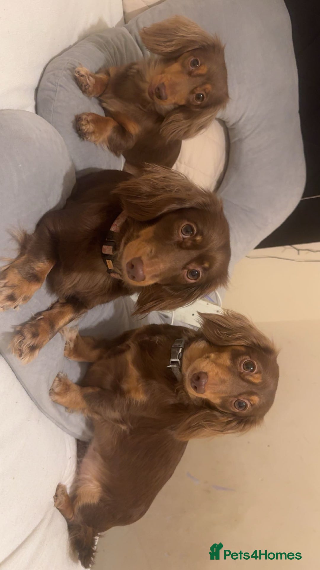 Dachshund dogs for sale:  long haired dachshund GIRL  - Advert 2
