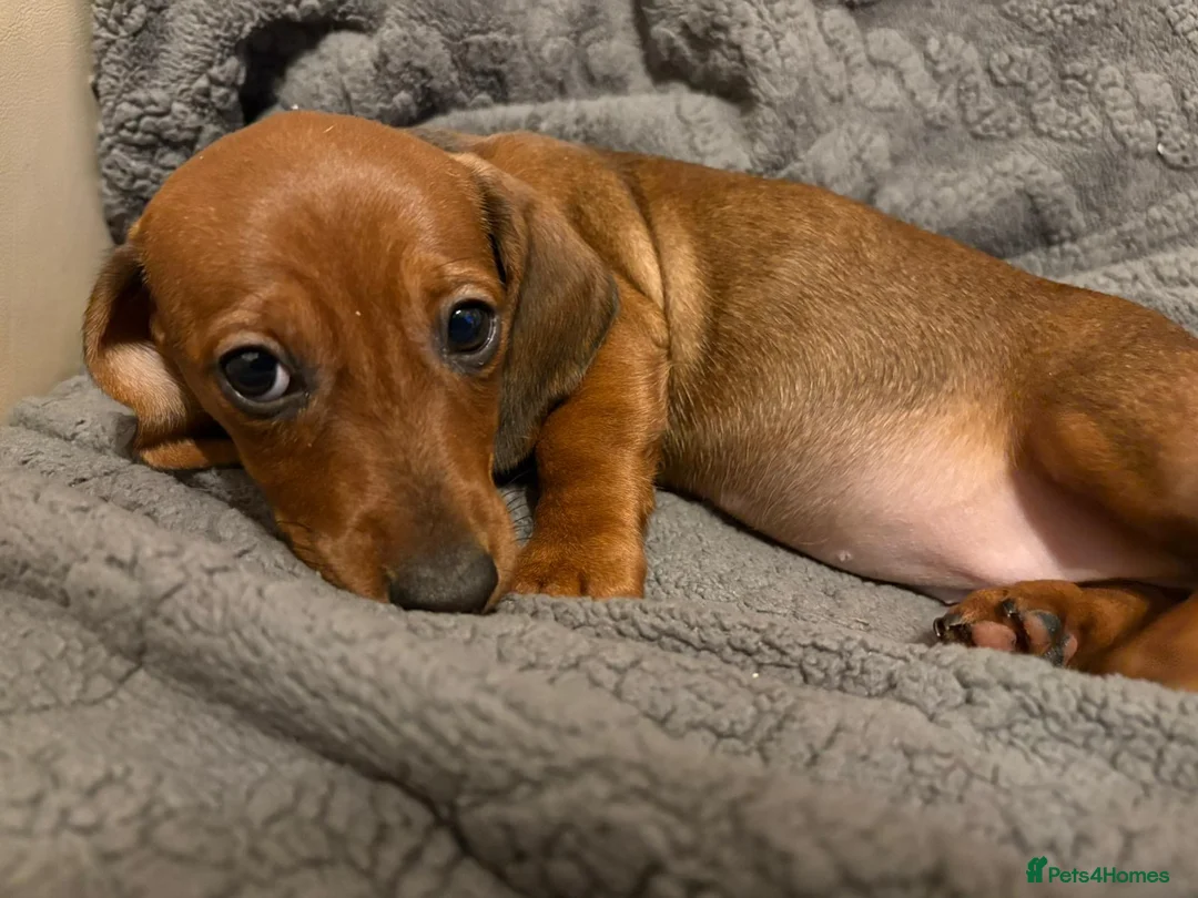 Dachshund dogs for sale: Miniature/standard dachshund puppies - Advert 6