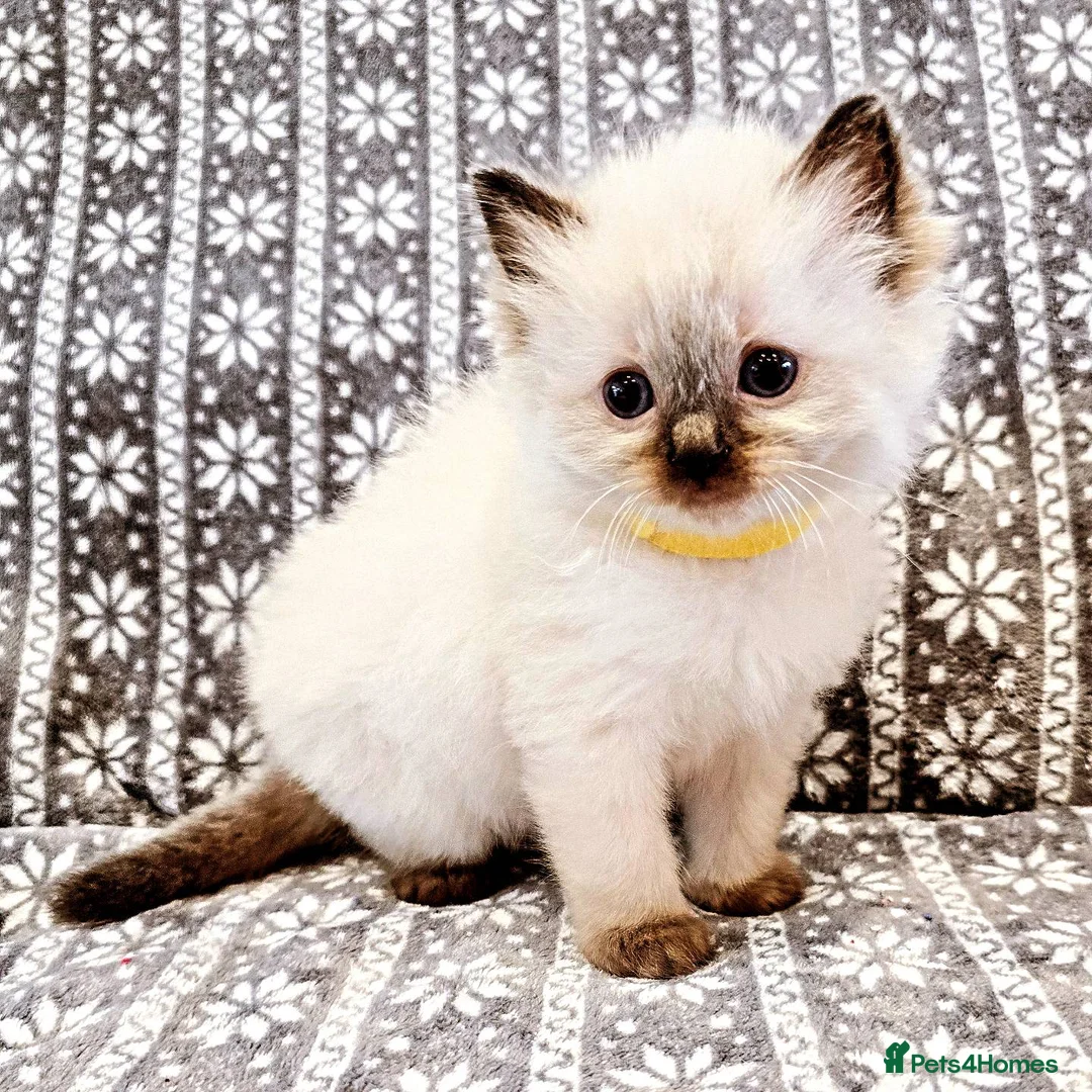 Ragdoll cats for stud: Blue Point Champion Line GCCF Registered Stud in Maidstone - Advert 14