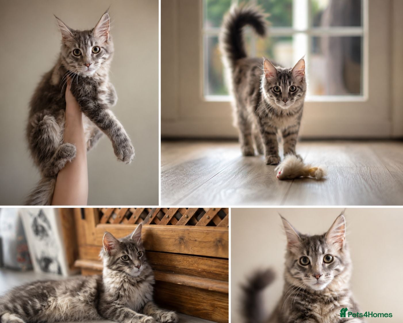 Maine Coon cats for sale: GCCF Maine Coone's, test, Vacc, papers & vet check - Advert 2