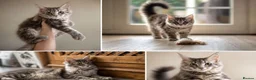 Maine Coon cats for sale: GCCF Maine Coone's, test, Vacc, papers & vet check - Advert 1