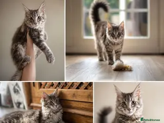 Maine Coon cats GCCF Maine Coone's, test, Vacc, papers & vet check - Advert 5