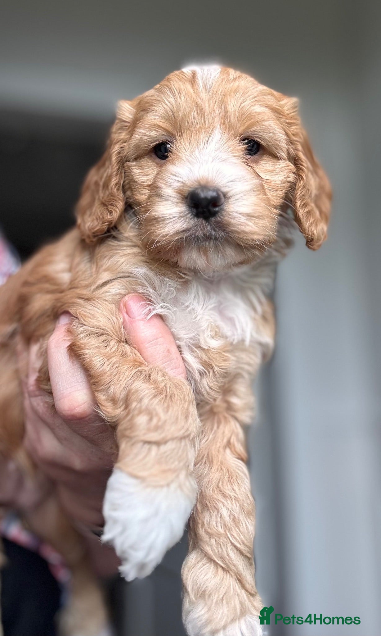 Cockapoo dogs AMAZING TOY COCKAPOO (last 2!) - Advert 17
