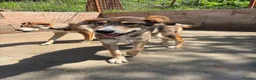 Mixed Breed dogs for adoption: Robin is ready for a home! in Brighton - Advert 7