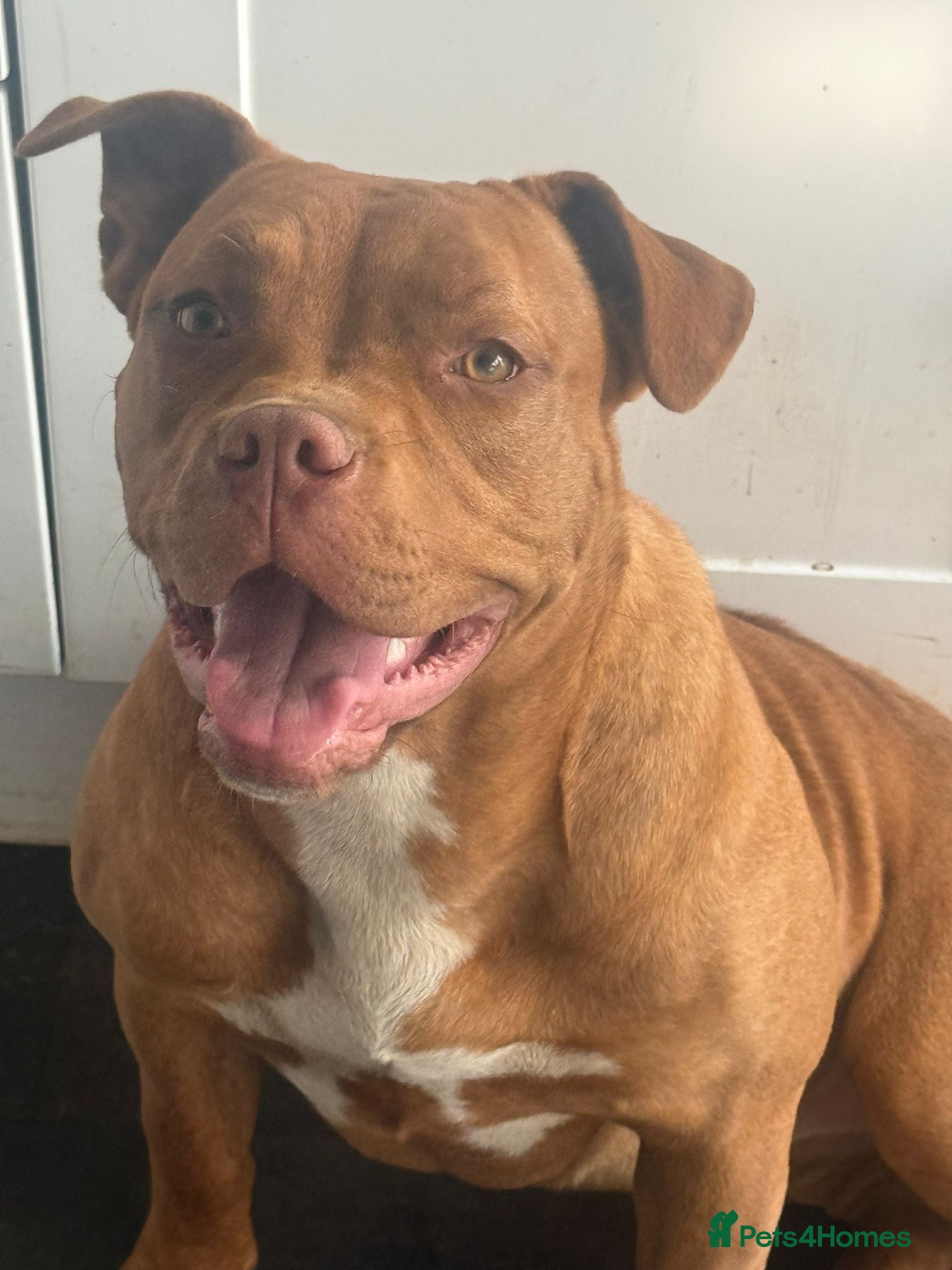 Mixed Breed dogs Chunky boys - Advert 3