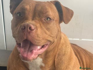 Mixed Breed dogs Chunky boys - Advert 9