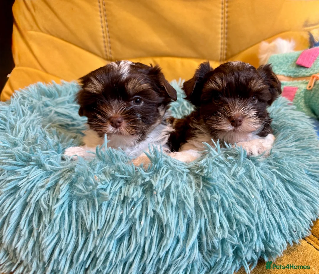 Biewer Terrier dogs for sale: Biewer and Biro Yorkshire Terrier puppies  - Advert 1