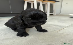 Cocker Spaniel dogs for sale: ****only 2 left****Stunning cocker puppies - Image 13