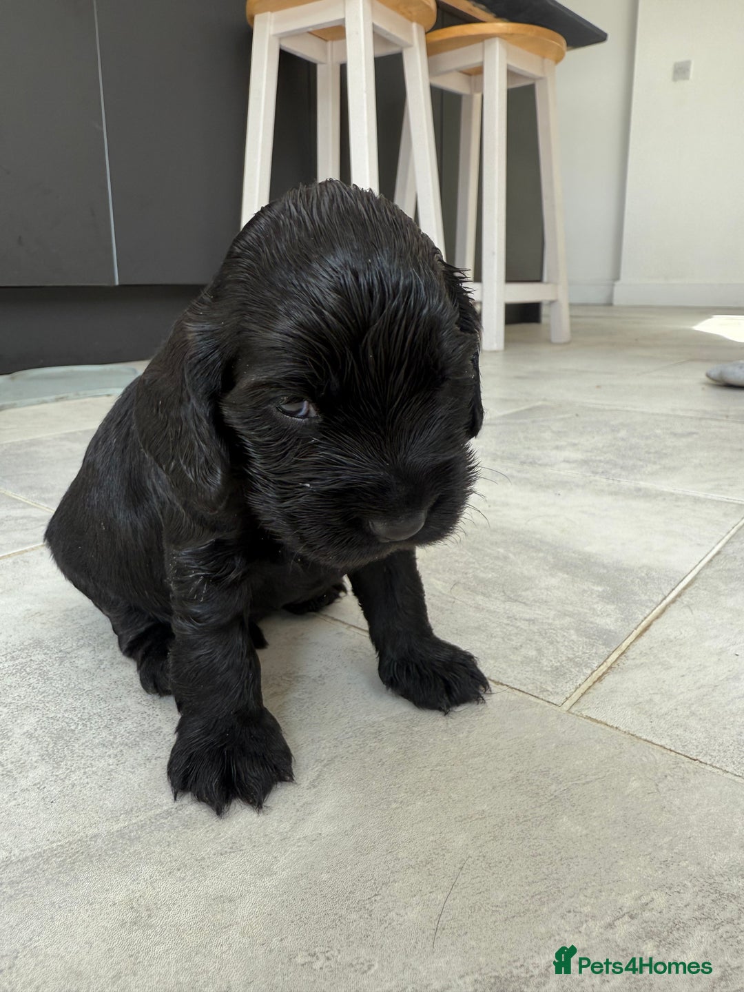 Cocker Spaniel dogs for sale: ****only 2 left****Stunning cocker puppies - Image 13