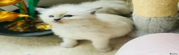 Ragdoll cats for sale: Pure Stunning Ragdoll Kittens - Advert 17