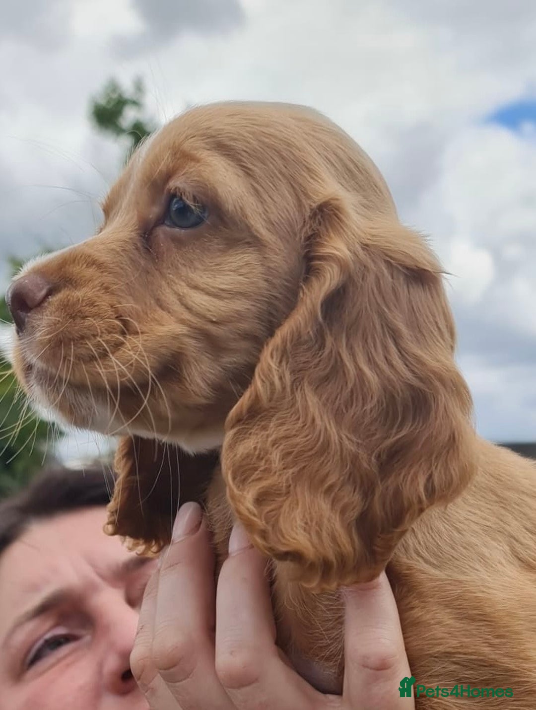 Cocker Spaniel dogs for sale: Gorgeous Cocker Pups - Image 5