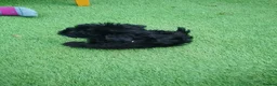 Yorkiepoo dogs for sale: Yorkepoo Male and Female very miniature breed - Advert 13